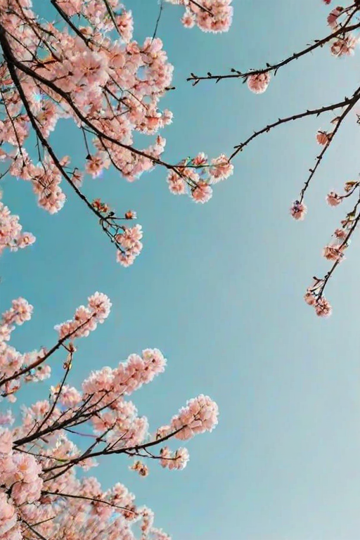 spring wallpaper aesthetic