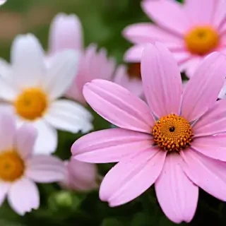 flower wallpaper phone