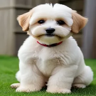 lhasapoo dog breed