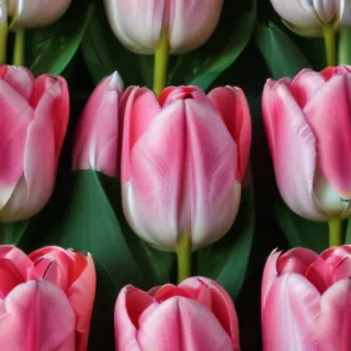 tulip iphone wallpaper