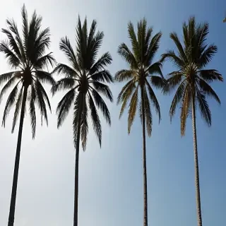 transparent palm trees