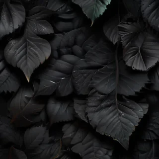 black wallpaper for phone