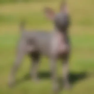 american hairless terrier