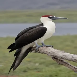 frigate bird