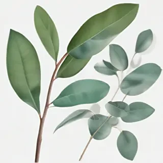 transparent eucalyptus clipart