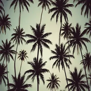 palm tree background