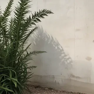 border aesthetic