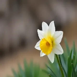 daffodil flower