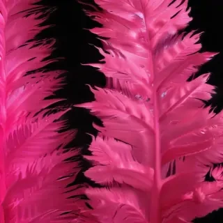 hot pink wallpaper iphone