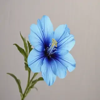 blue flower transparent