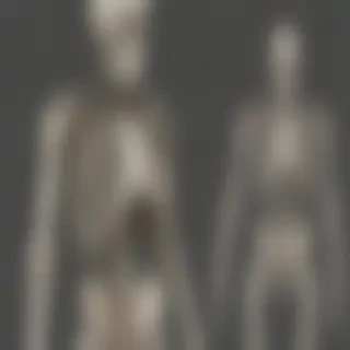 skeleton transparent background