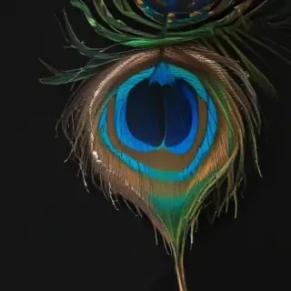 peacock feather png