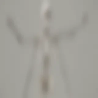 skeleton transparent