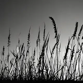 grass silhouette