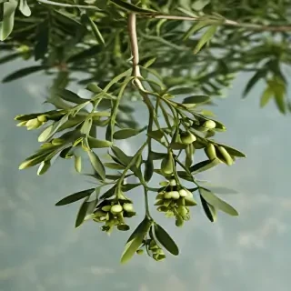 mistletoe png
