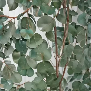transparent eucalyptus