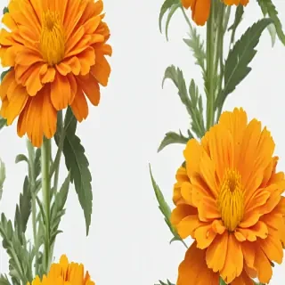marigold png