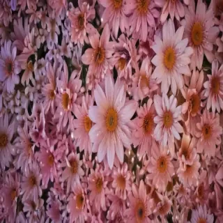 aesthetic flower background