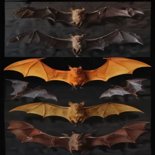 pictures of bats for halloween