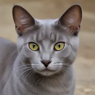 korat cat breed