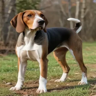 american english coonhound