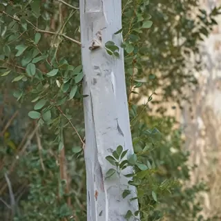 transparent eucalyptus