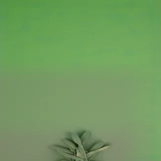 light sage green background