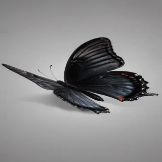 black butterfly png