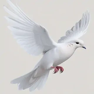 dove png