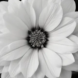 black and white flower