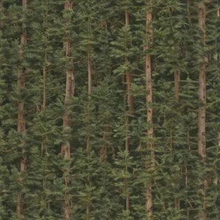 pine trees transparent background