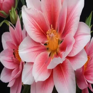 flower pictures to draw