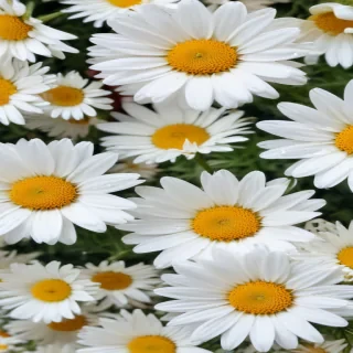 daisy background wallpaper