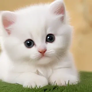 wallpapers of kitties