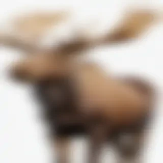 moose png