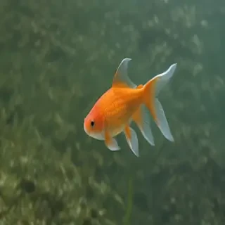 gold fish
