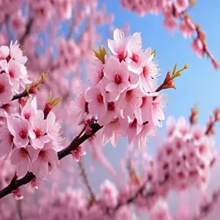 cherry blossom background wallpaper