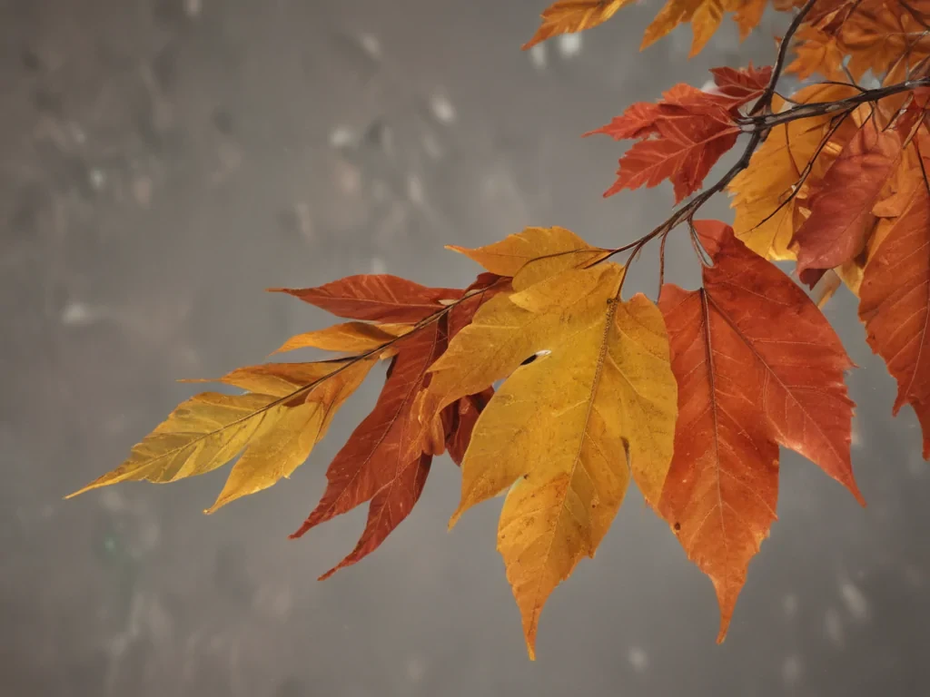 png fall leaves