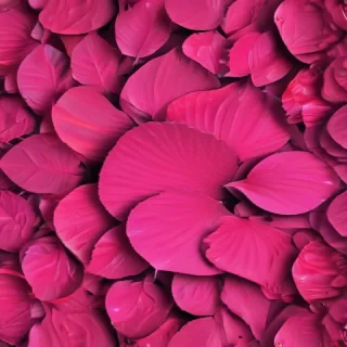 hot pink wallpaper for iphone