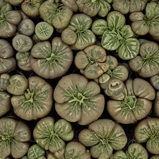 pot images