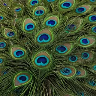 peacock feather images