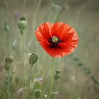 poppy flower
