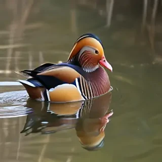 mandarin duck