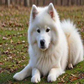 samoyed dog