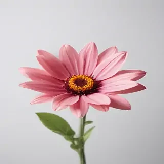 flower on white background