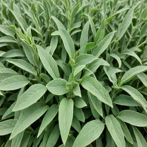 sage green images