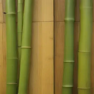bamboo background