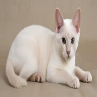 colorpoint shorthair breed