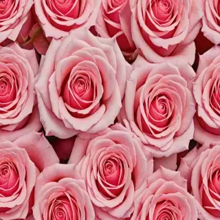 rose backround