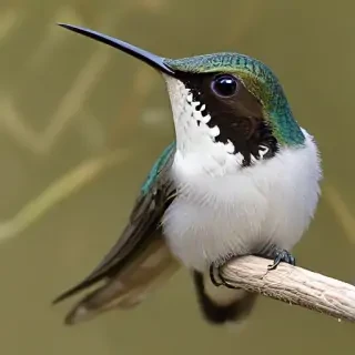 bee hummingbird